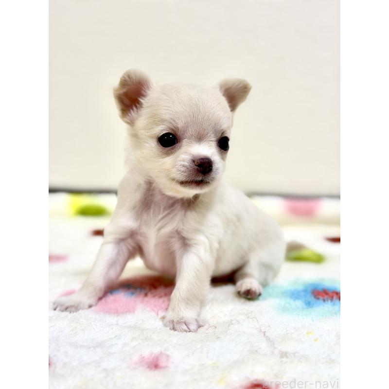 販売中の愛知県のチワワ(スムースコート)-432067の4枚目
