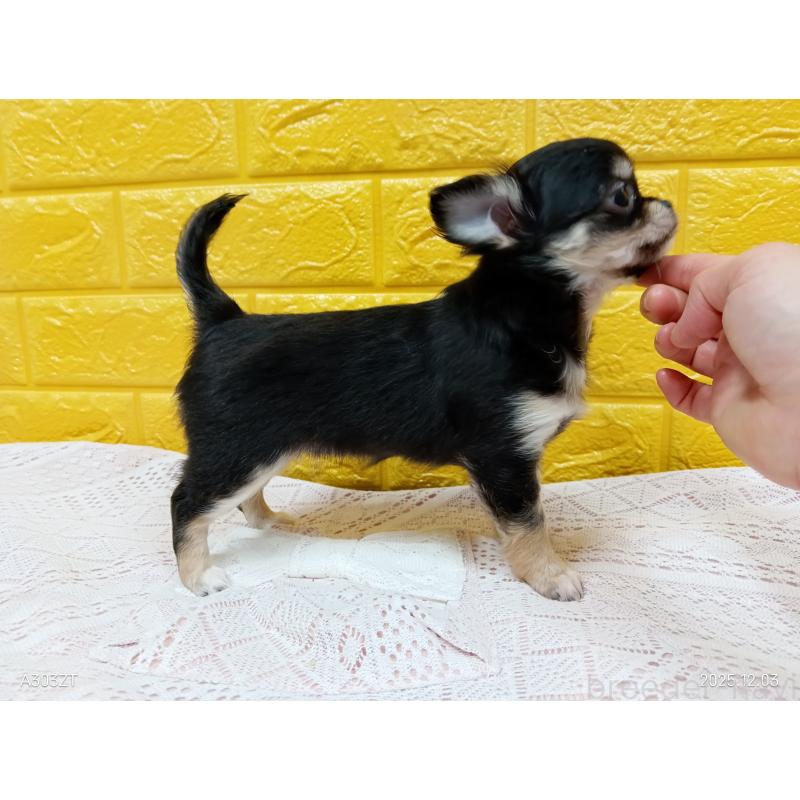 販売中の千葉県のチワワ(ロングコート)-419078の21枚目