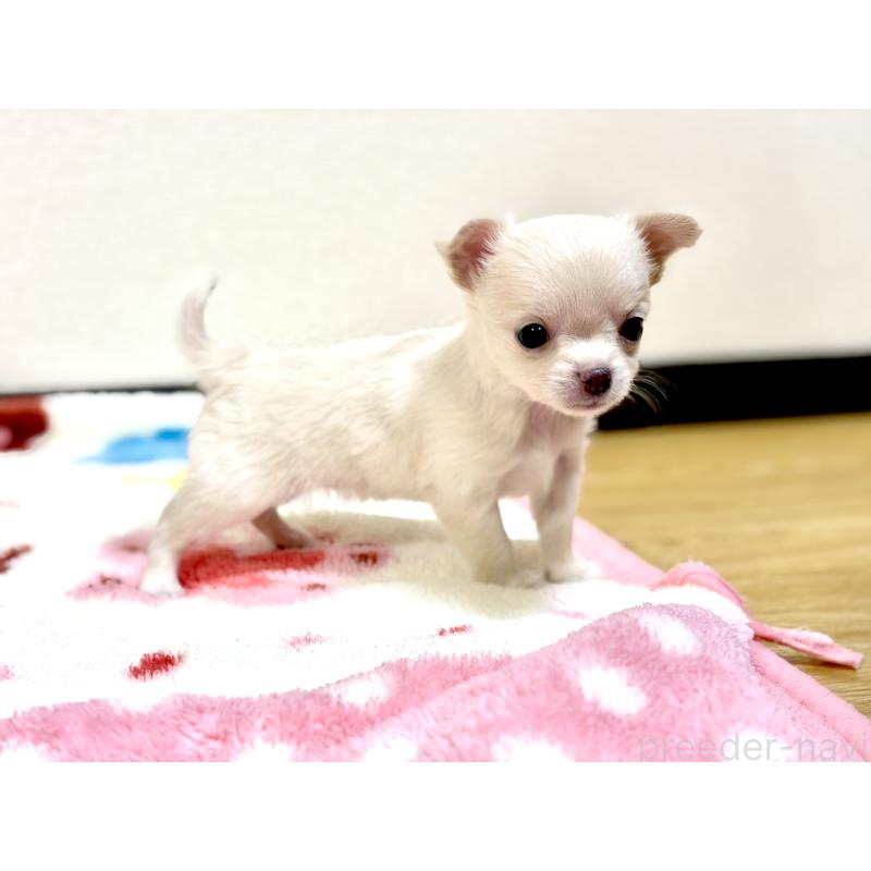 販売中の愛知県のチワワ(スムースコート)-432067の3枚目