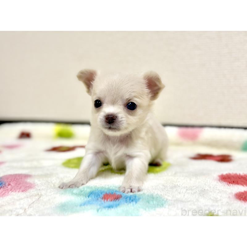 販売中の愛知県のチワワ(スムースコート)-432067の2枚目