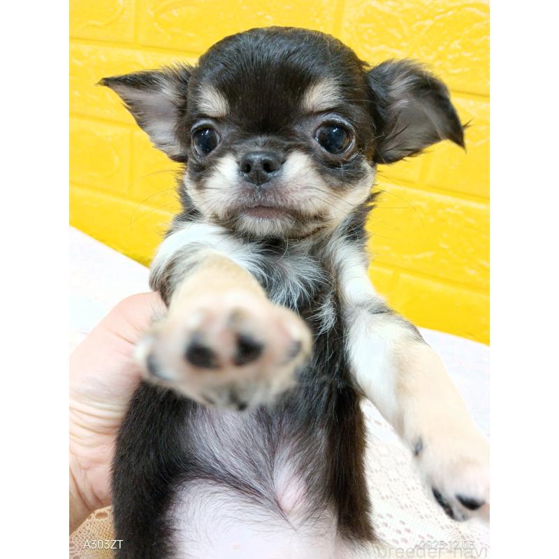 販売中の千葉県のチワワ(ロングコート)-419078の19枚目