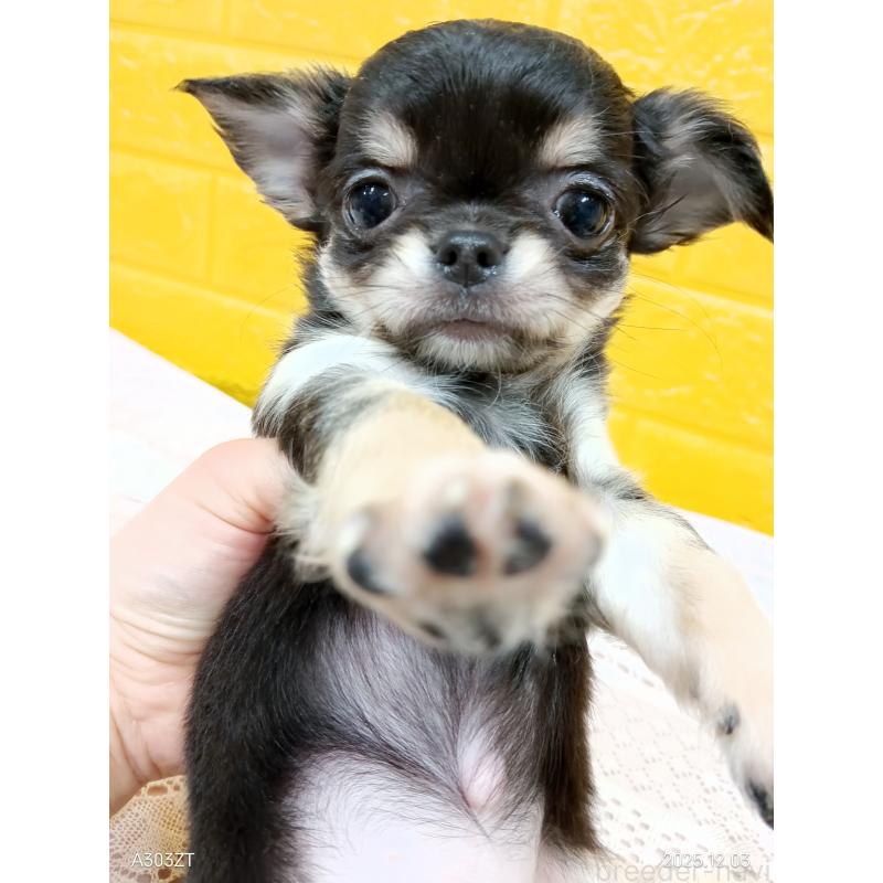 販売中の千葉県のチワワ(ロングコート)-419078の18枚目