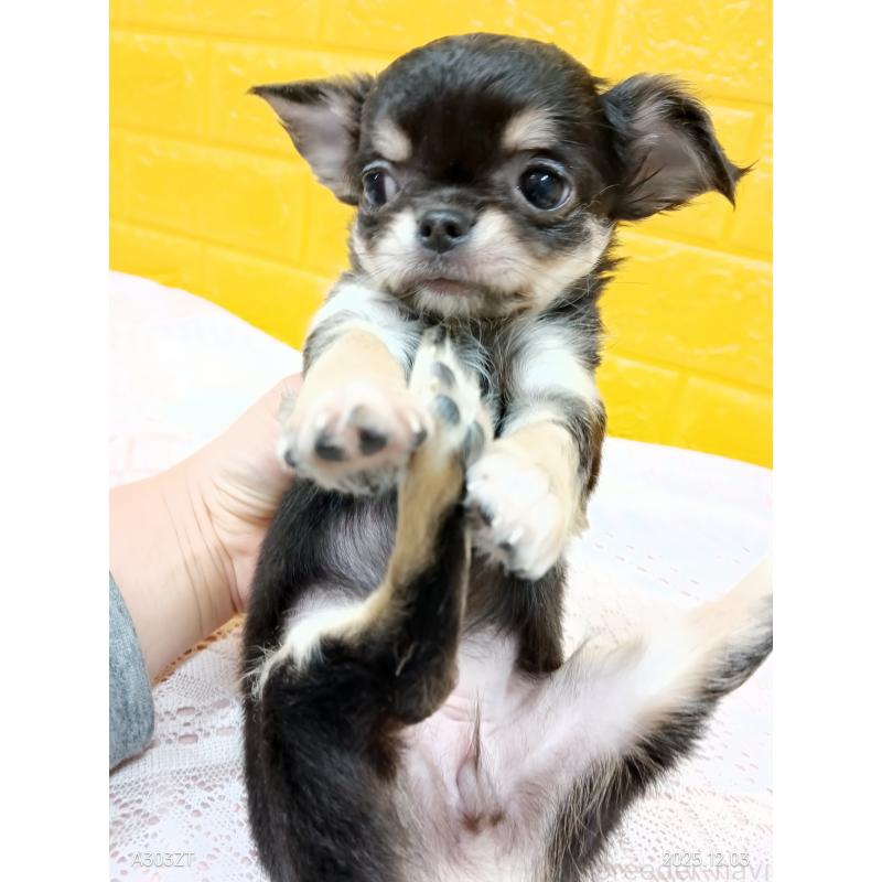 販売中の千葉県のチワワ(ロングコート)-419078の17枚目