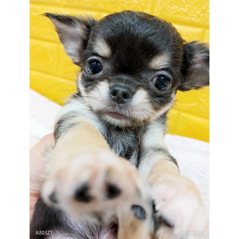 販売中の千葉県のチワワ(ロングコート)-419078の16枚目