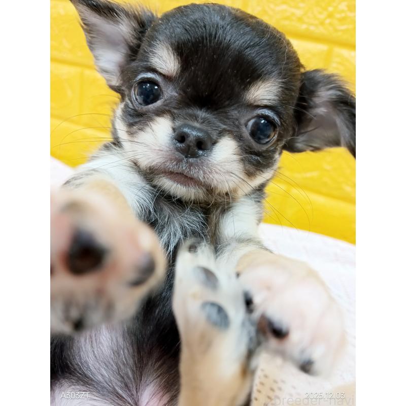 販売中の千葉県のチワワ(ロングコート)-419078の15枚目