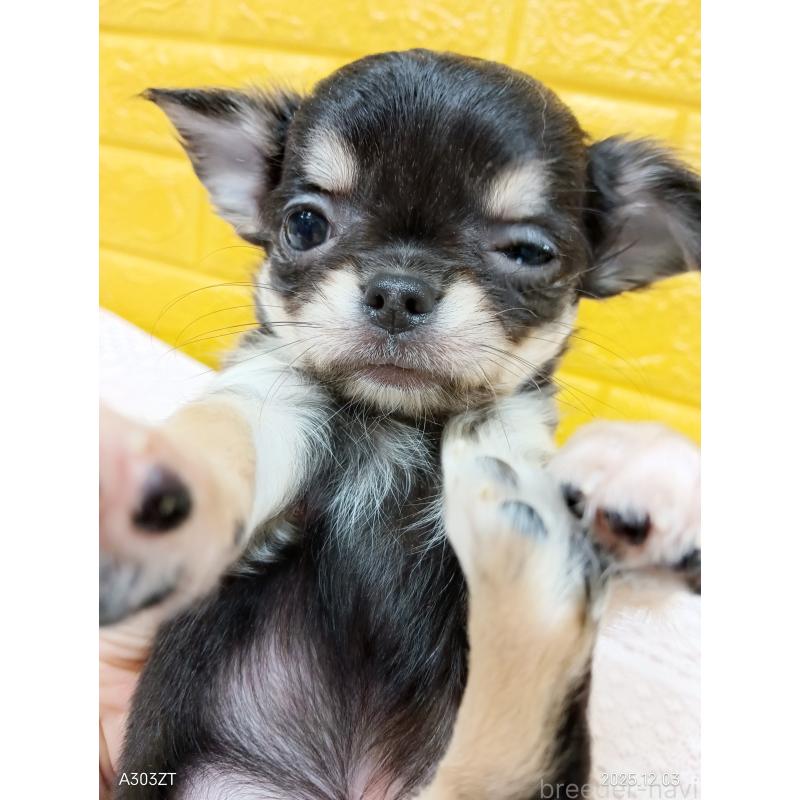 販売中の千葉県のチワワ(ロングコート)-419078の14枚目