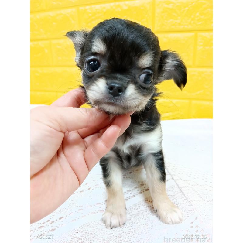 販売中の千葉県のチワワ(ロングコート)-419078の13枚目