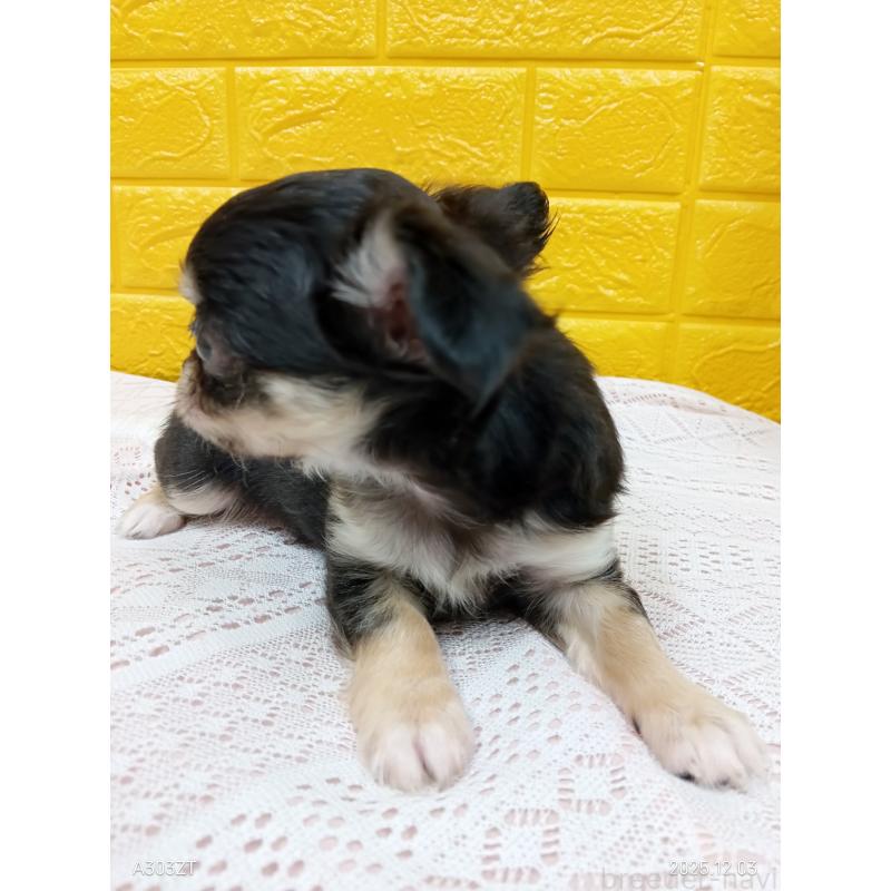 販売中の千葉県のチワワ(ロングコート)-419078の12枚目