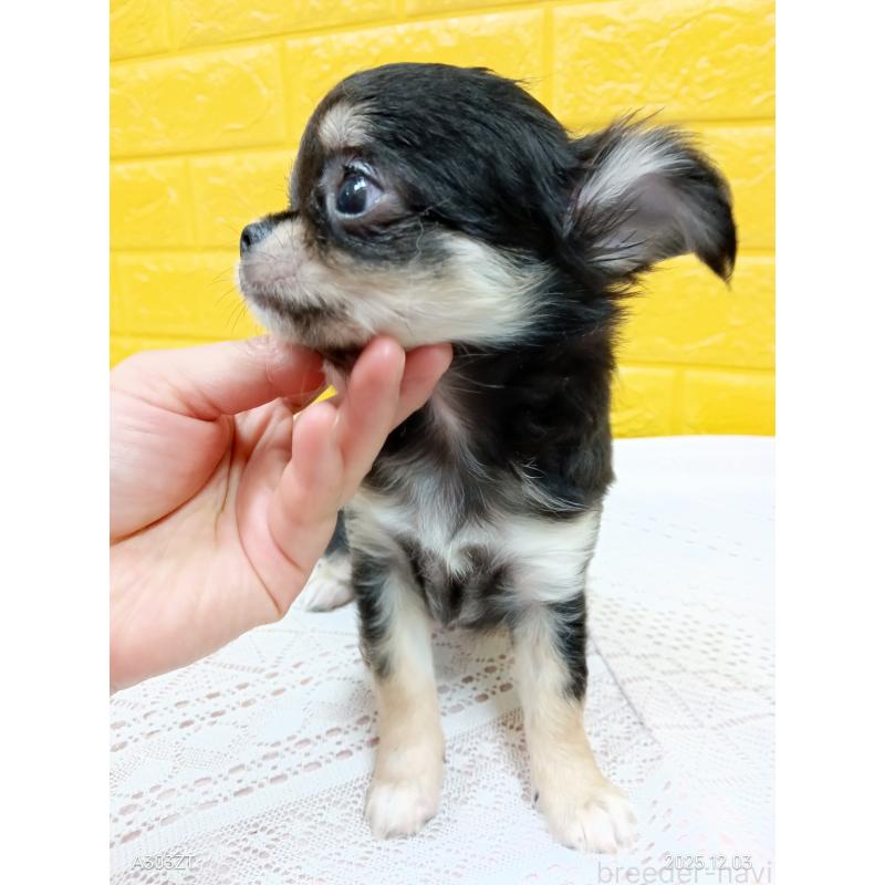 販売中の千葉県のチワワ(ロングコート)-419078の11枚目