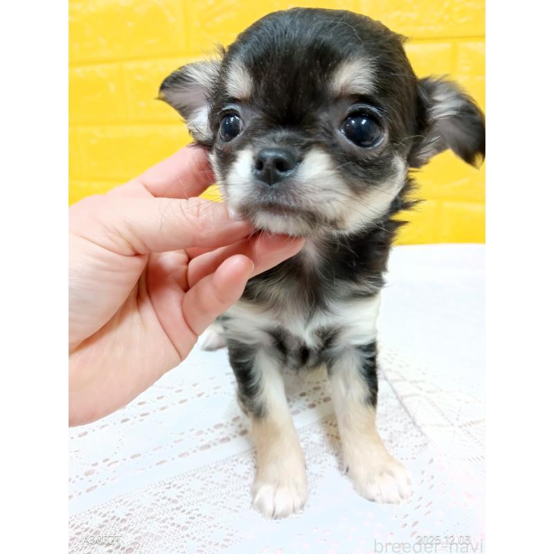 販売中の千葉県のチワワ(ロングコート)-419078の10枚目