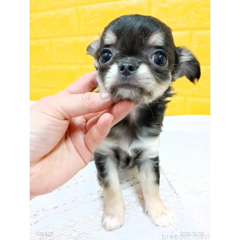 販売中の千葉県のチワワ(ロングコート)-419078の9枚目