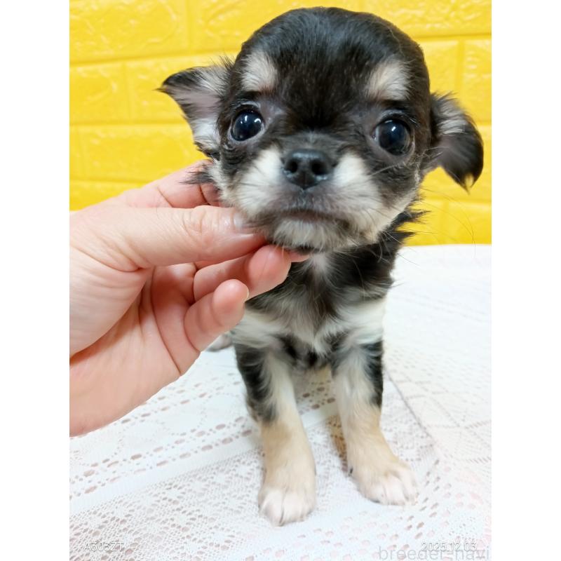 販売中の千葉県のチワワ(ロングコート)-419078の8枚目