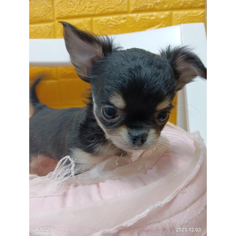 販売中の千葉県のチワワ(ロングコート)-419078の7枚目