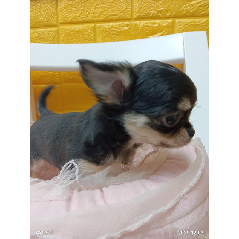 販売中の千葉県のチワワ(ロングコート)-419078の6枚目