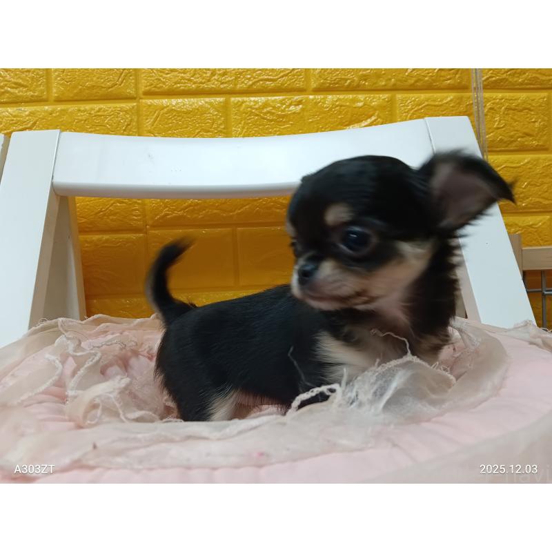 販売中の千葉県のチワワ(ロングコート)-419078の5枚目