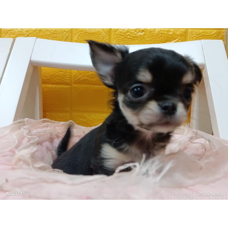 販売中の千葉県のチワワ(ロングコート)-419078の4枚目