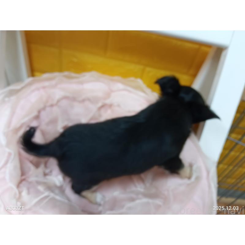 販売中の千葉県のチワワ(ロングコート)-419078の3枚目