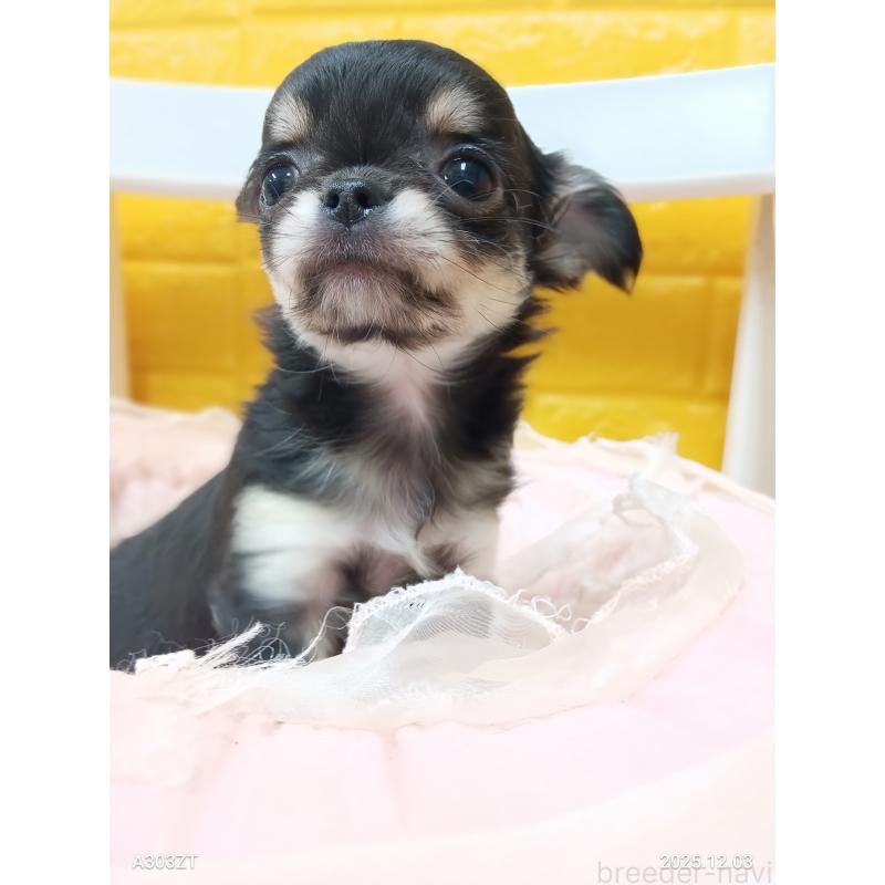 販売中の千葉県のチワワ(ロングコート)-419078の2枚目