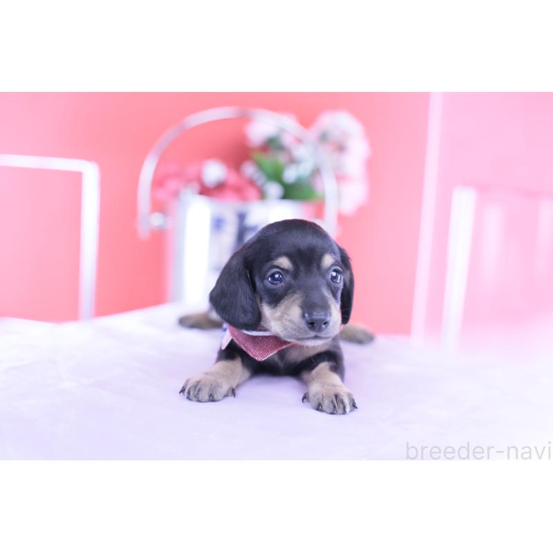 販売中の愛知県のミニチュアダックスフンド(スムースヘアード)-432069の11枚目