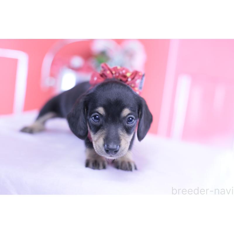 販売中の愛知県のミニチュアダックスフンド(スムースヘアード)-432069の10枚目