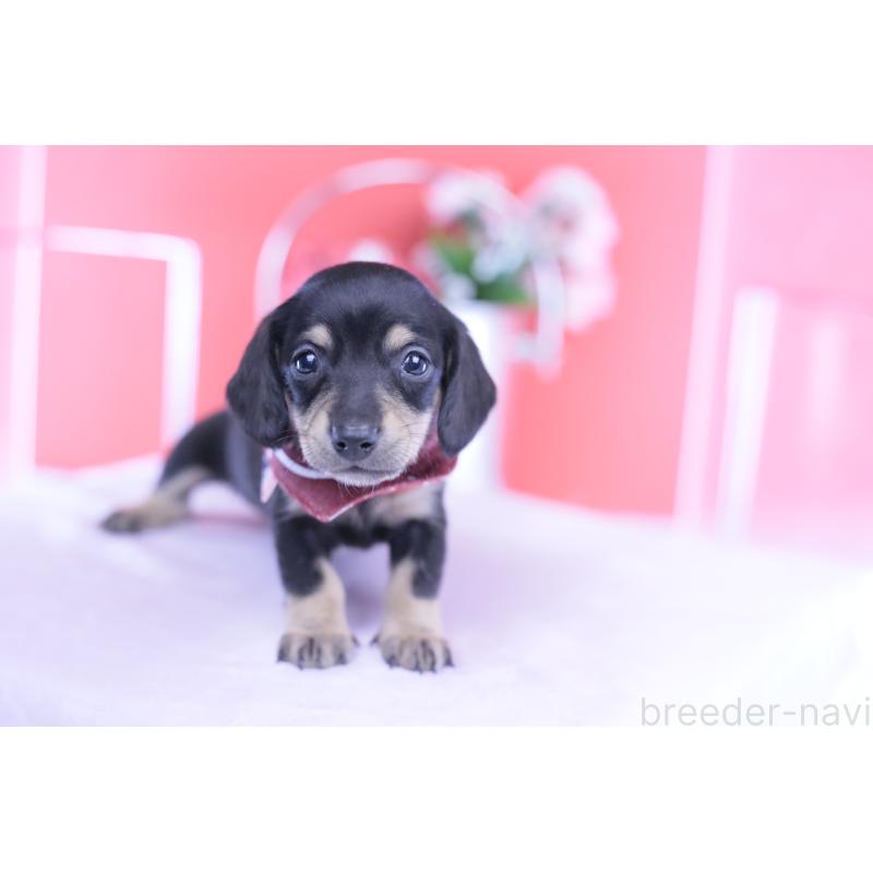 販売中の愛知県のミニチュアダックスフンド(スムースヘアード)-432069の9枚目