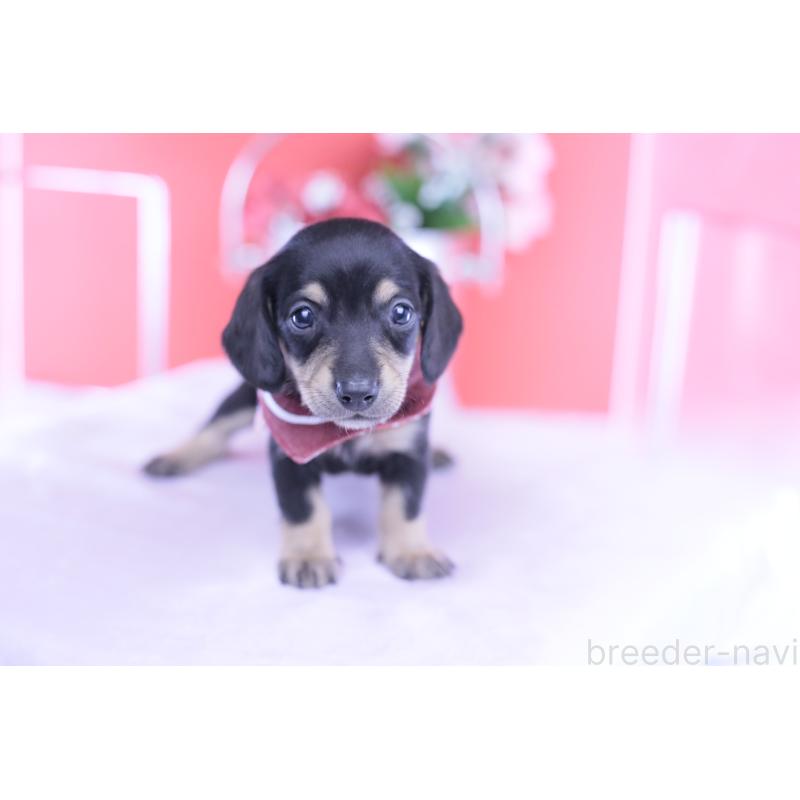 販売中の愛知県のミニチュアダックスフンド(スムースヘアード)-432069の8枚目