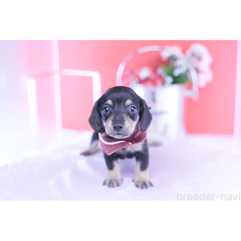 販売中の愛知県のミニチュアダックスフンド(スムースヘアード)-432069の7枚目