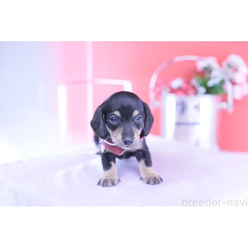 販売中の愛知県のミニチュアダックスフンド(スムースヘアード)-432069の6枚目