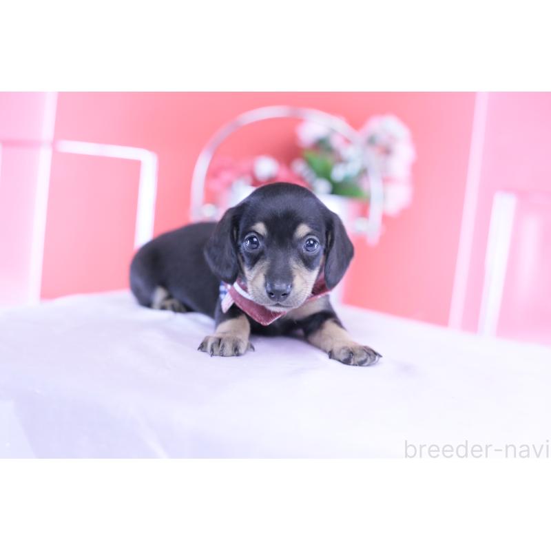 販売中の愛知県のミニチュアダックスフンド(スムースヘアード)-432069の4枚目