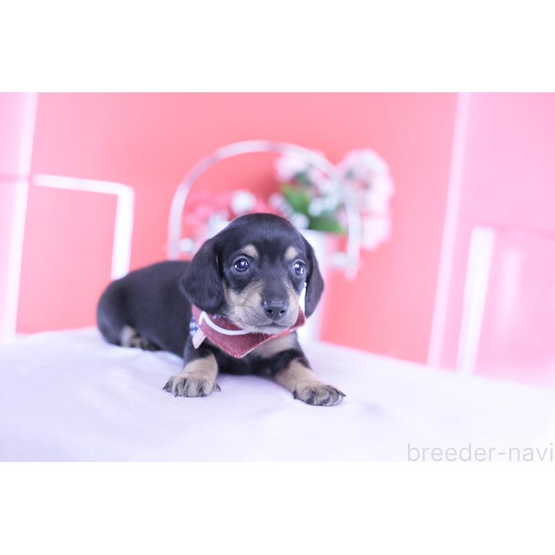 販売中の愛知県のミニチュアダックスフンド(スムースヘアード)-432069の3枚目