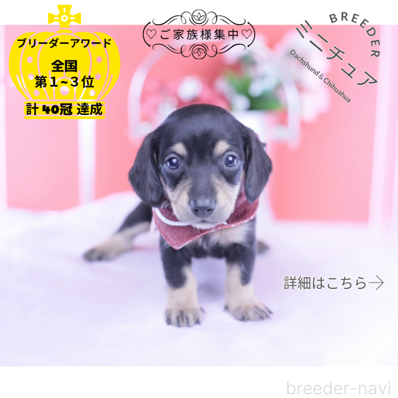 販売中の愛知県のミニチュアダックスフンド(スムースヘアード)-432069