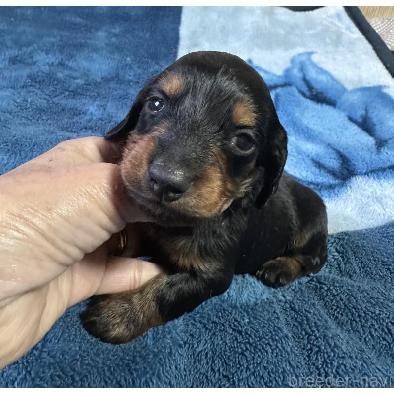 販売中の宮崎県のミニチュアダックスフンド(ロングヘアード)-432070