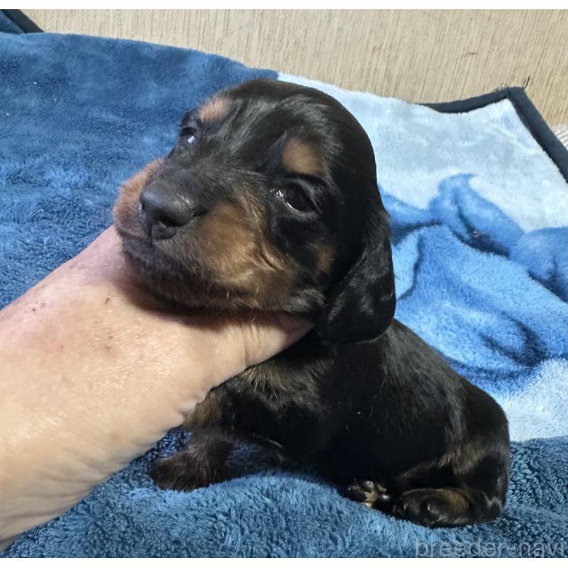 販売中の宮崎県のミニチュアダックスフンド(ロングヘアード)-432070の7枚目