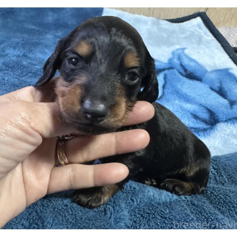 販売中の宮崎県のミニチュアダックスフンド(ロングヘアード)-432070の6枚目