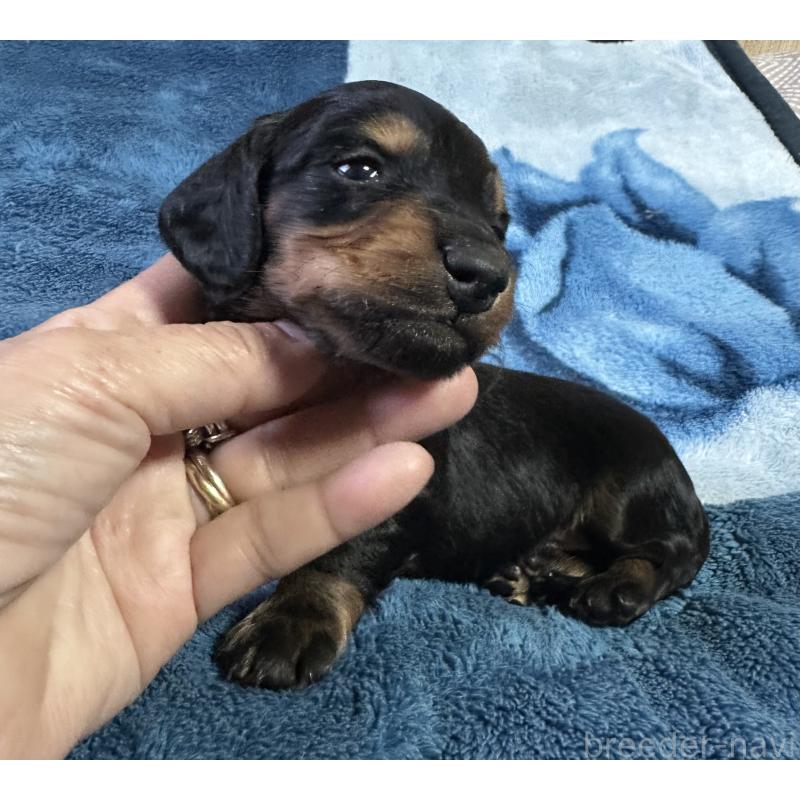 販売中の宮崎県のミニチュアダックスフンド(ロングヘアード)-432070の5枚目