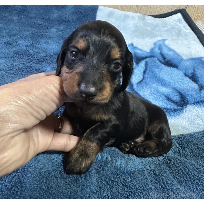 販売中の宮崎県のミニチュアダックスフンド(ロングヘアード)-432070の4枚目