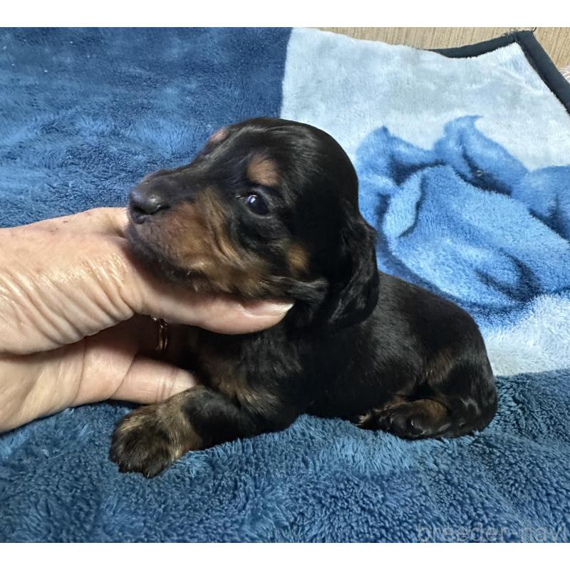 販売中の宮崎県のミニチュアダックスフンド(ロングヘアード)-432070の3枚目