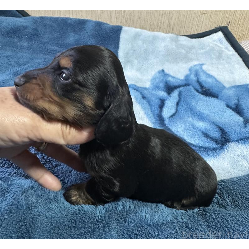 販売中の宮崎県のミニチュアダックスフンド(ロングヘアード)-432070の2枚目