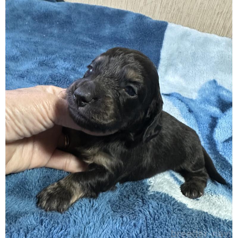 販売中の宮崎県のミニチュアダックスフンド(ロングヘアード)-432071の6枚目