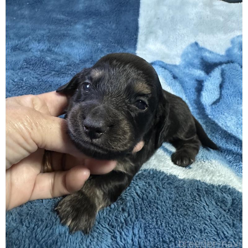 販売中の宮崎県のミニチュアダックスフンド(ロングヘアード)-432071の5枚目