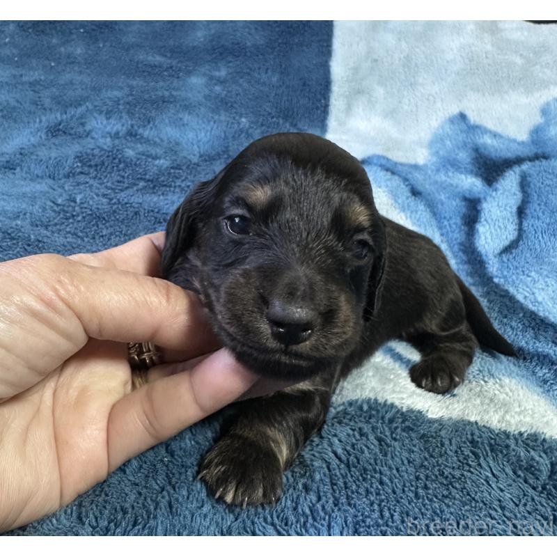 販売中の宮崎県のミニチュアダックスフンド(ロングヘアード)-432071の4枚目