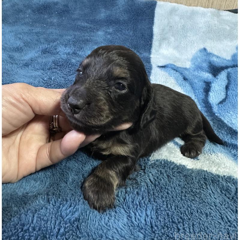 販売中の宮崎県のミニチュアダックスフンド(ロングヘアード)-432071の3枚目