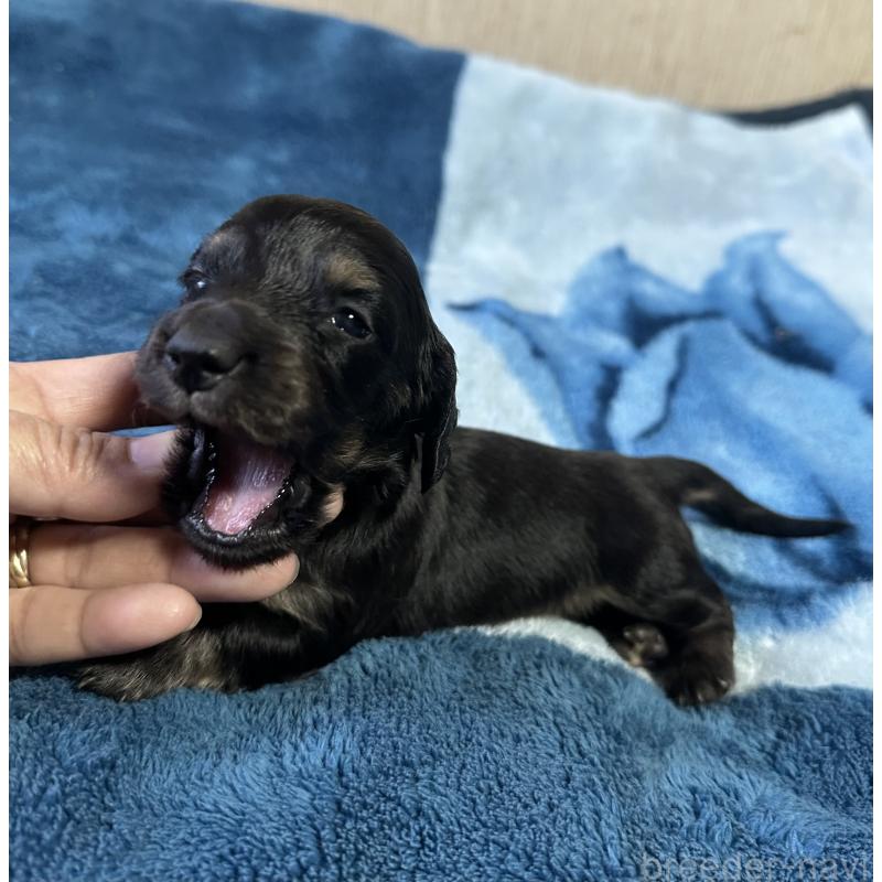 販売中の宮崎県のミニチュアダックスフンド(ロングヘアード)-432071の2枚目