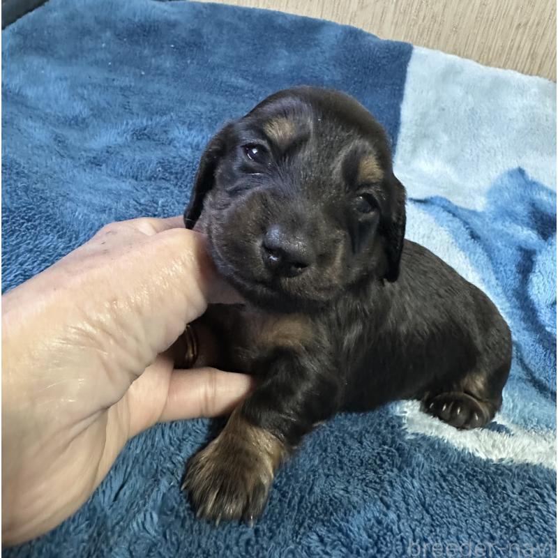 販売中の宮崎県のミニチュアダックスフンド(ロングヘアード)-432072