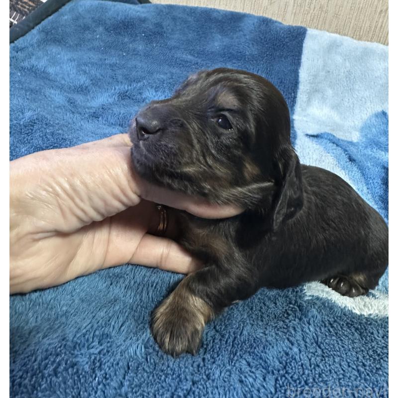 販売中の宮崎県のミニチュアダックスフンド(ロングヘアード)-432072の8枚目