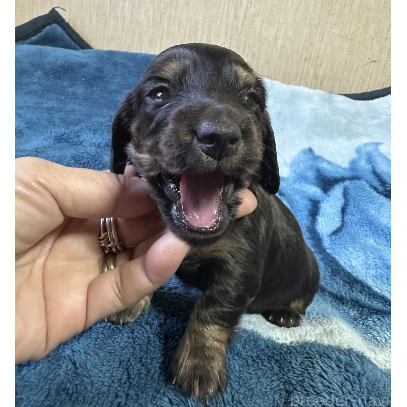 販売中の宮崎県のミニチュアダックスフンド(ロングヘアード)-432072の7枚目