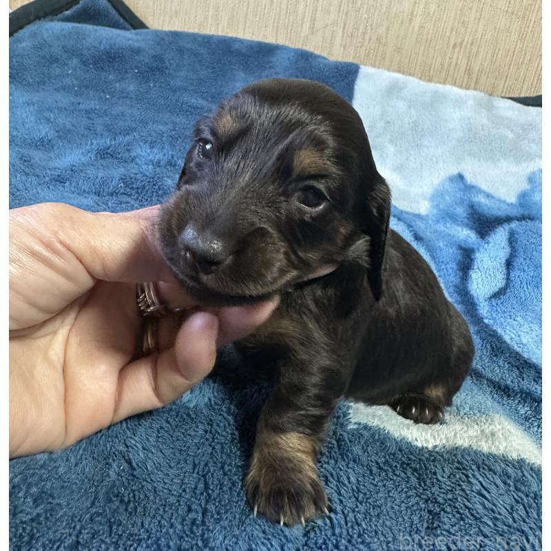 販売中の宮崎県のミニチュアダックスフンド(ロングヘアード)-432072の6枚目