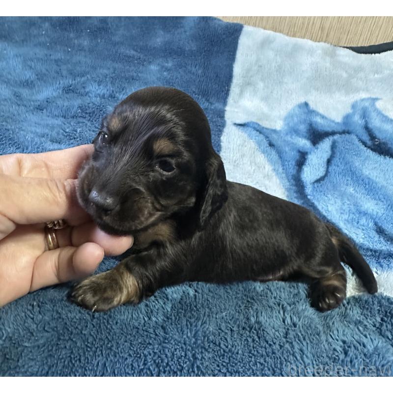 販売中の宮崎県のミニチュアダックスフンド(ロングヘアード)-432072の5枚目