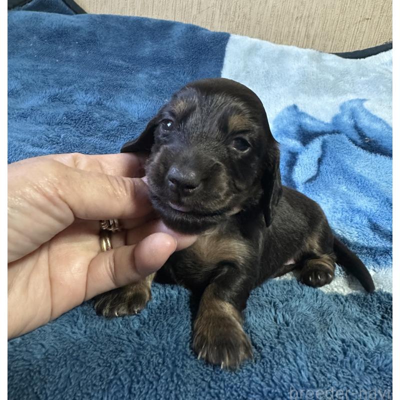 販売中の宮崎県のミニチュアダックスフンド(ロングヘアード)-432072の4枚目