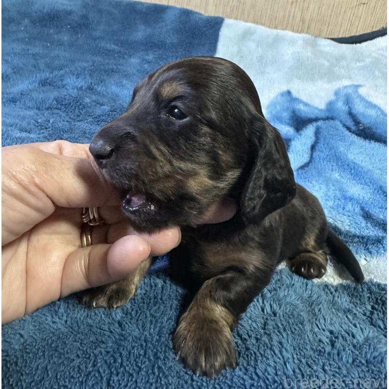 販売中の宮崎県のミニチュアダックスフンド(ロングヘアード)-432072の3枚目